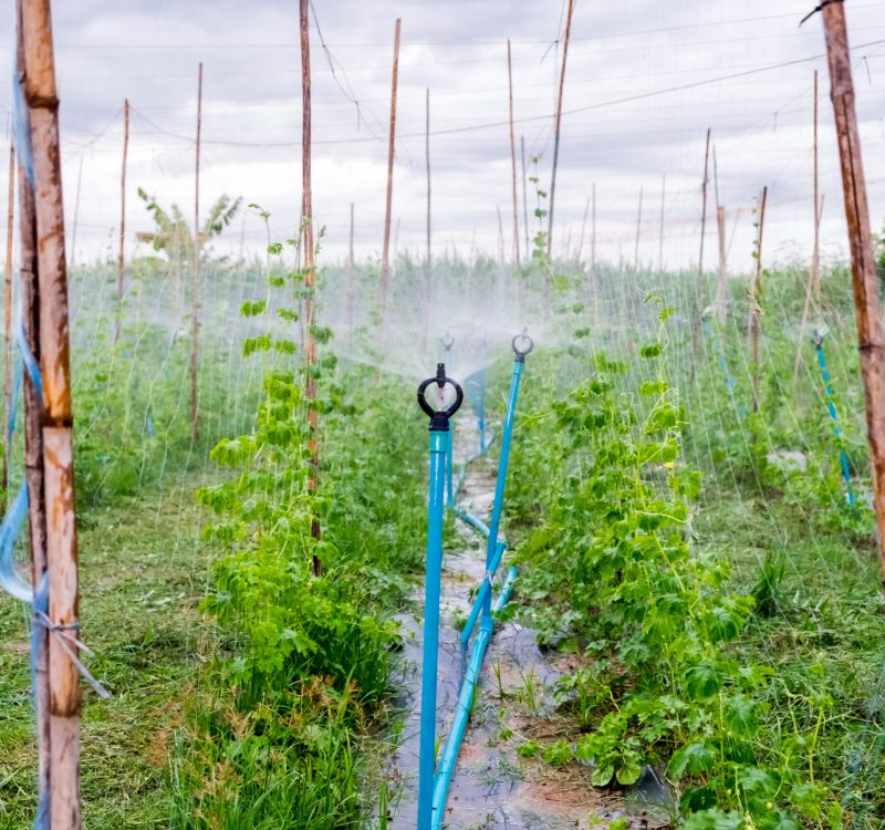 Automatic sprinkler spread system on bitter gourd plantation